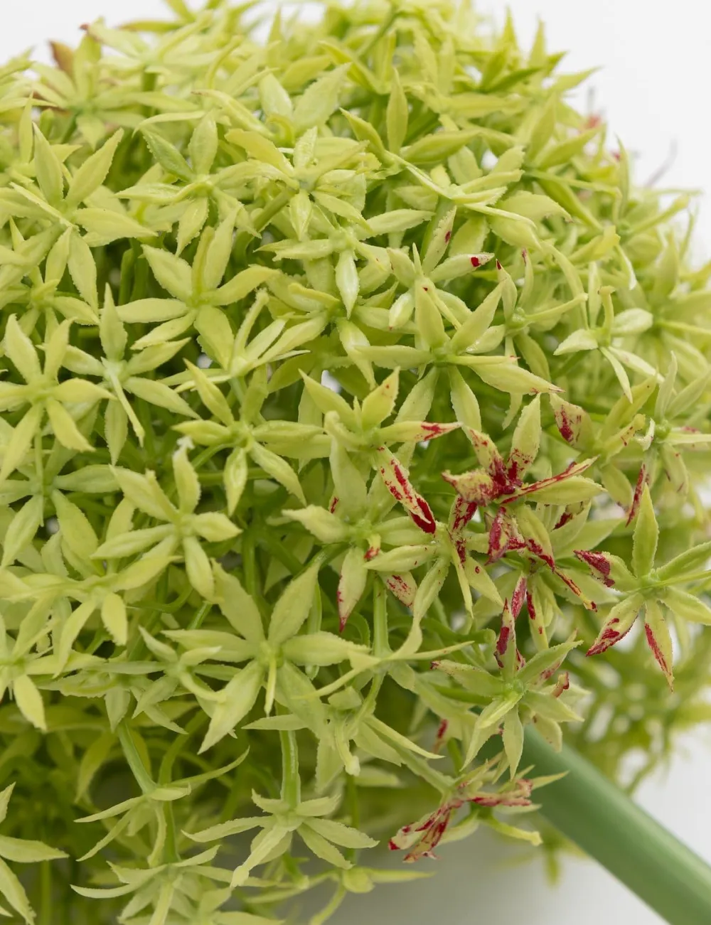 COCOmaison Kunstbloemen En -Planten>Allium spray kunstbloem H90cm - Groen