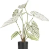 COCOmaison Kunstbloemen En -Planten>Caladium H60cm kunstplant - Groen