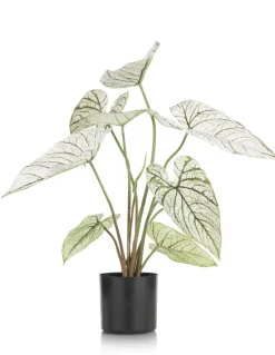 COCOmaison Kunstbloemen En -Planten>Caladium H60cm kunstplant - Groen