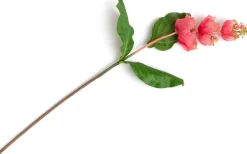 COCOmaison Kunstbloemen En -Planten>Medinilla Spray kunstbloem H110cm - Oranje