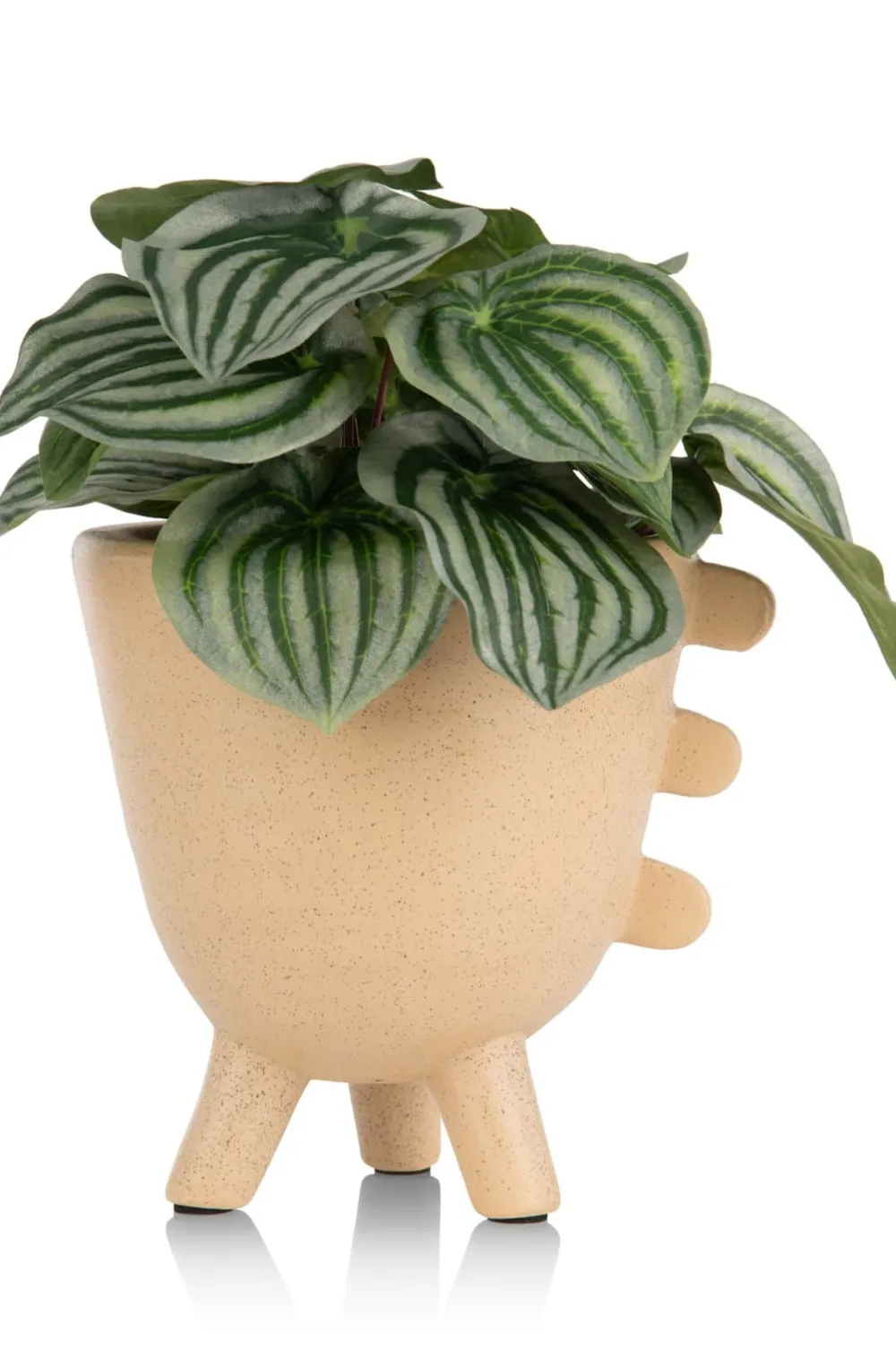 COCOmaison Kunstbloemen En -Planten>Peperomia Bush H25cm kunstbloem - Groen