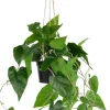 COCOmaison Kunstbloemen En -Planten>Philodendron Scandens H80cm kunstplant - Groen
